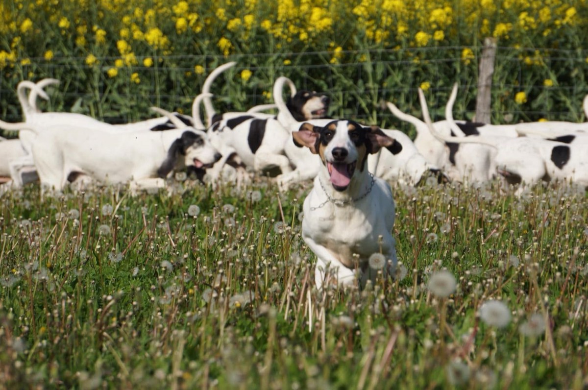 Une meute de chiens courants blancs et noirs dans un champ de colza en fleurs, un chien tricolore au premier plan